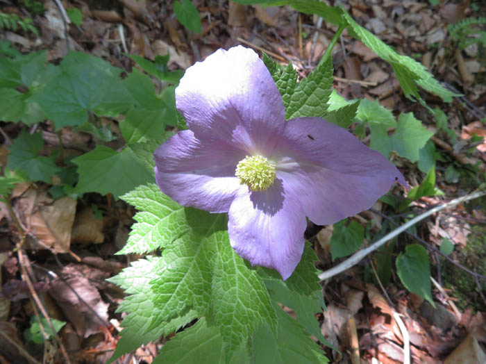 photoシラネアオイ