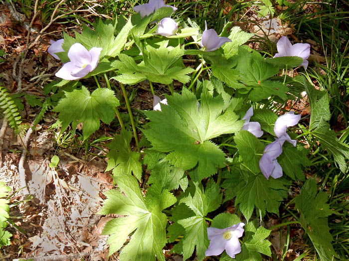 photoシラネアオイ