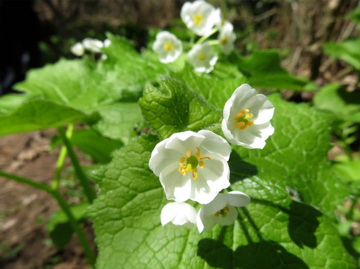 photoサンカヨウ