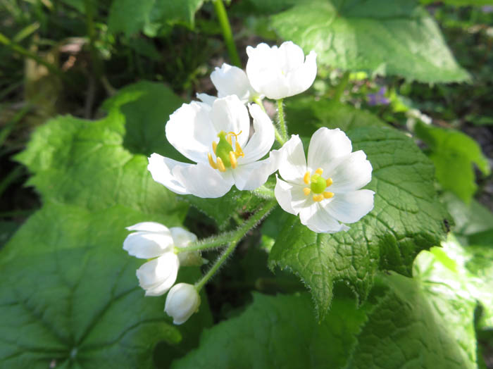 photoサンカヨウ