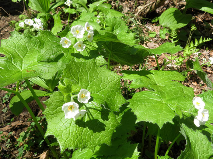 photoサンカヨウ