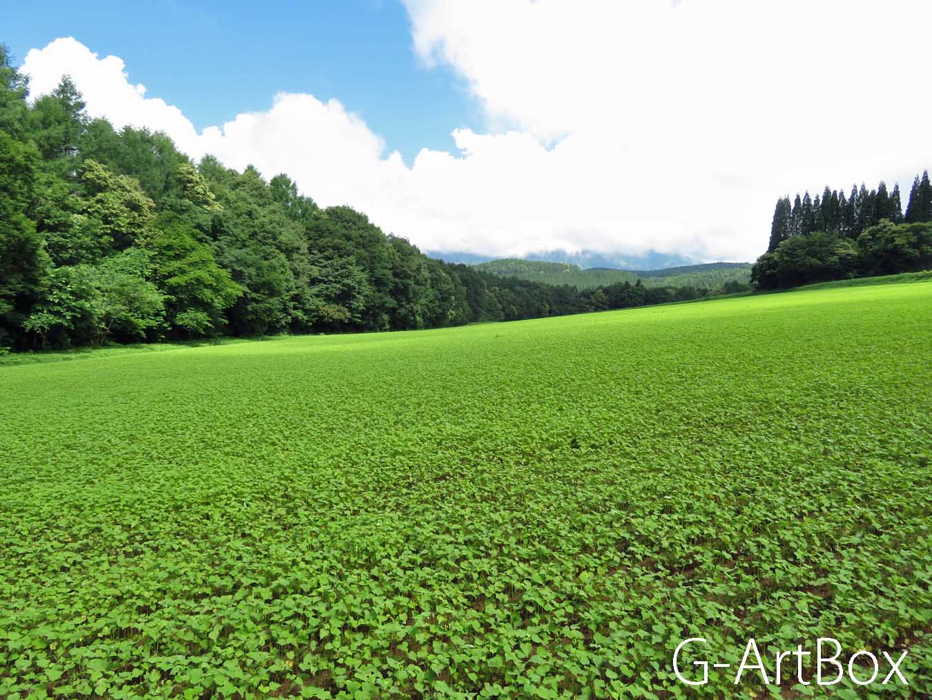 photo・ソバ畑と戸隠山2019.7.10