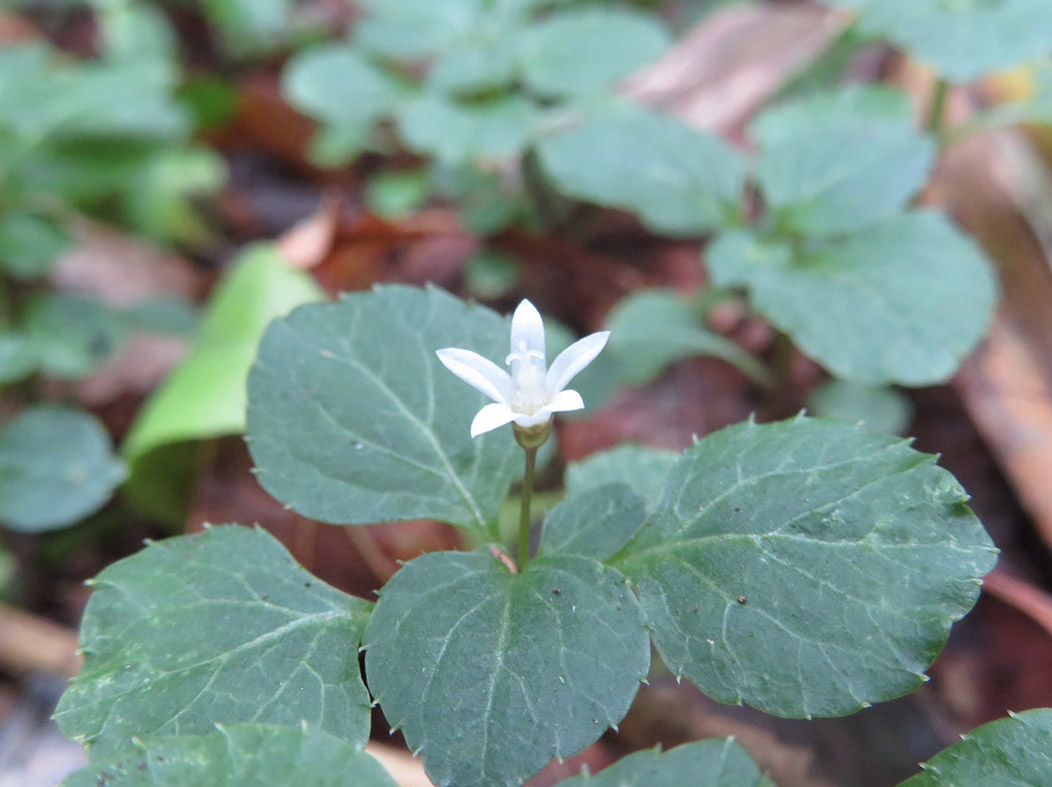 photo・白い花