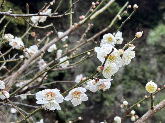 photo：香り高いウメ