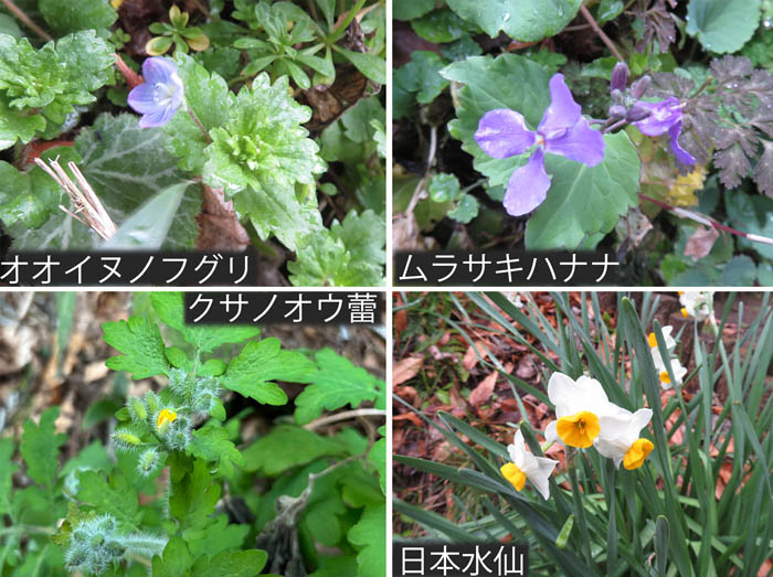 photo：クサノオ,ムラサキハナナ,オオイヌノフグリ,日本水仙
