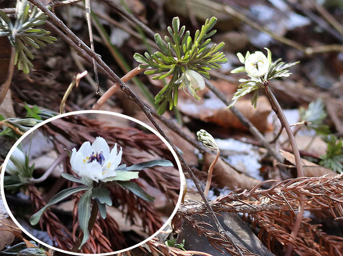 photo：花も葉も八重がある・セツブンソウ：戸倉
