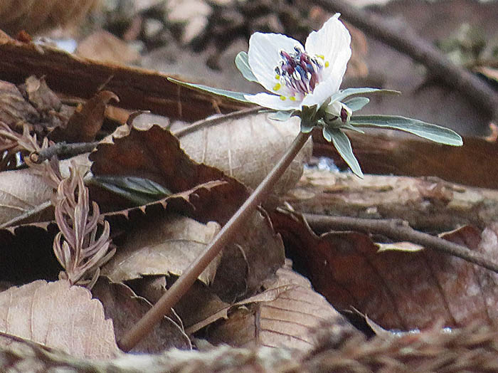 photo：一本の茎に二輪の花・セツブンソウ：戸倉