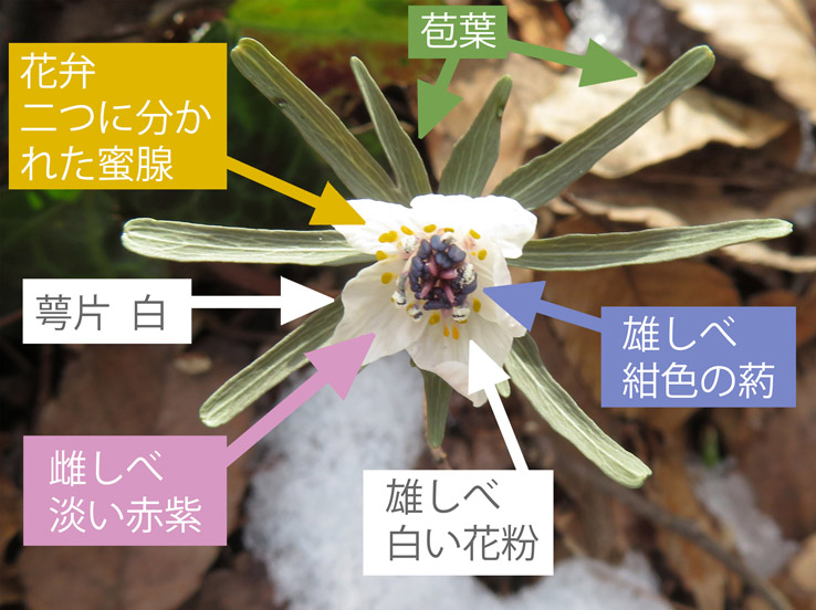 photo：セツブンソウの花：戸倉
