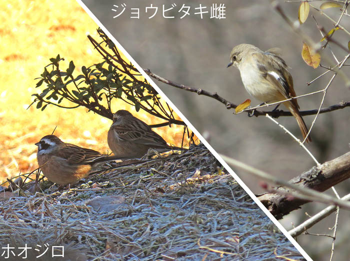 photo：ホオジロ,ジョウビタキ：茶臼山で