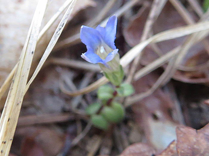 photo2フデリンドウ