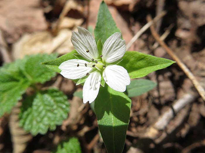 photoワダソウ