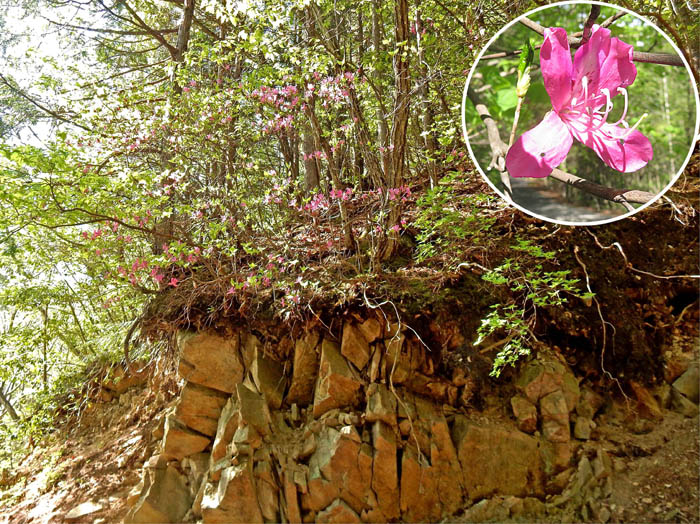 photo2崖に咲くムラサキヤシオ