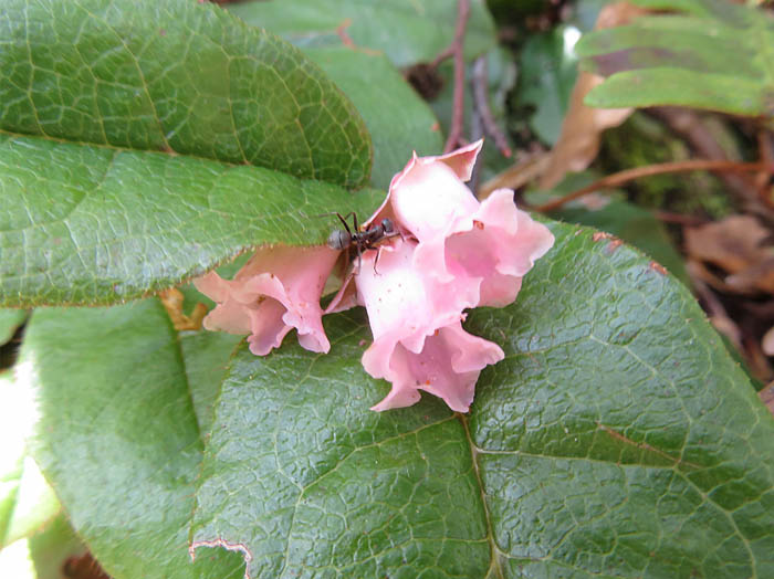 photo18小さいけれど樹木のイワナシ