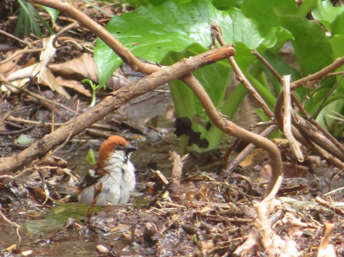 photo20ニュウナイスズメ