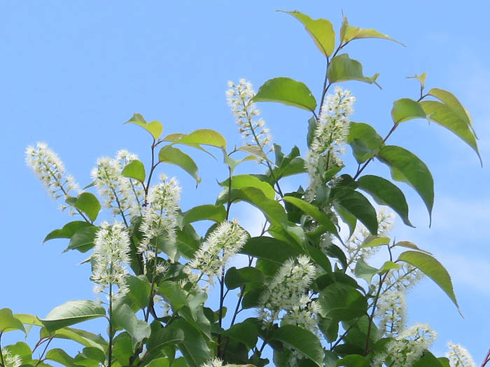 photoウワミズザクラ