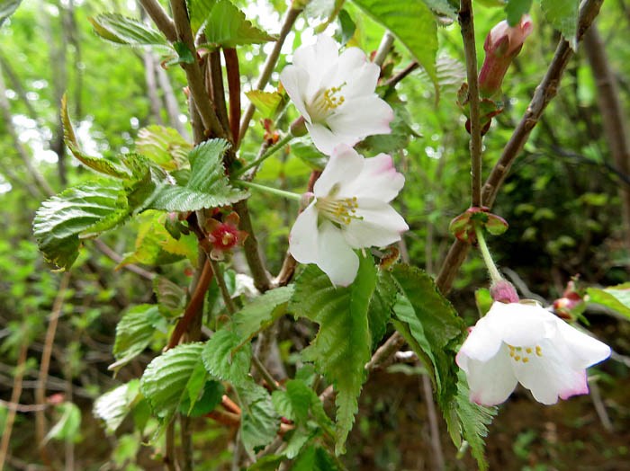 photoチョウジザクラ