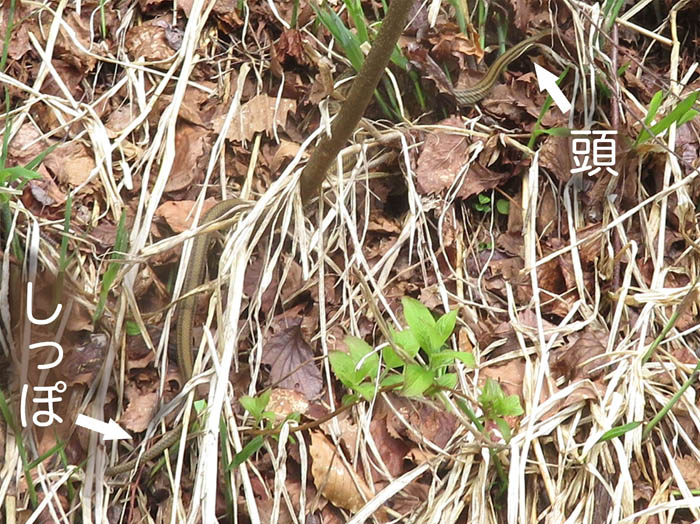 photo5頭を隠すヘビ