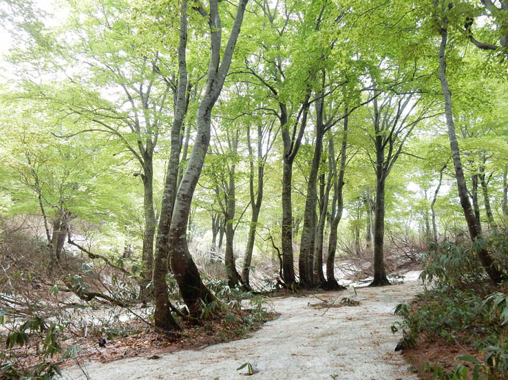 photo9ブナの新緑