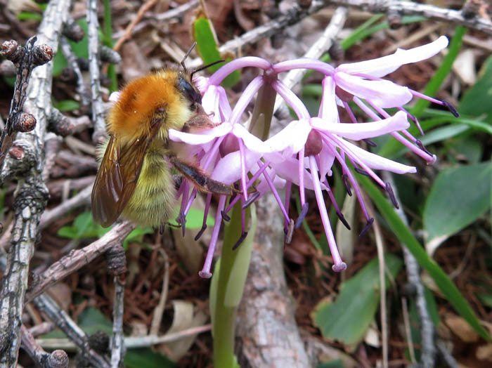 photoショウジョウバカマとアブの仲間