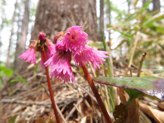 photoイワカガミ