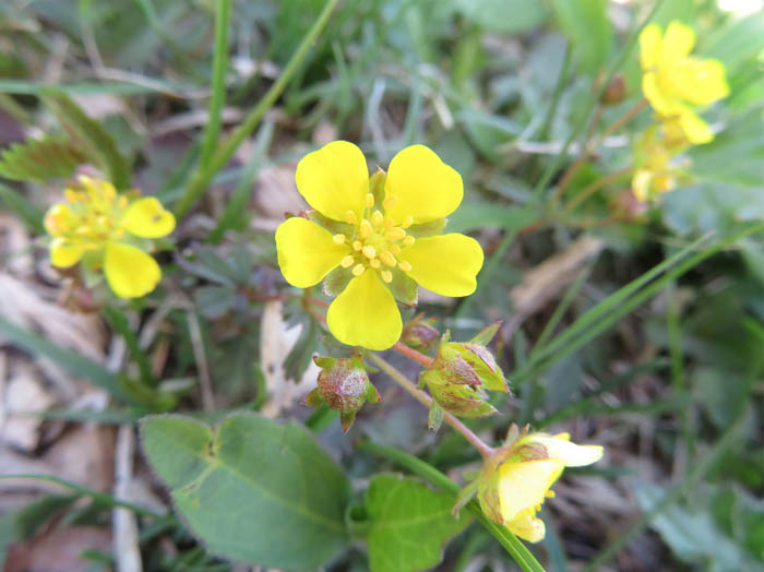 photoミツバツチグリ