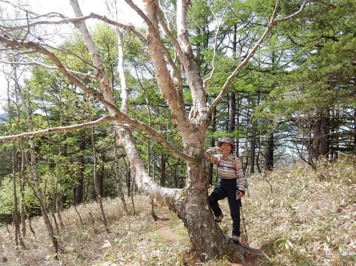 photo8大きなダケカンバ