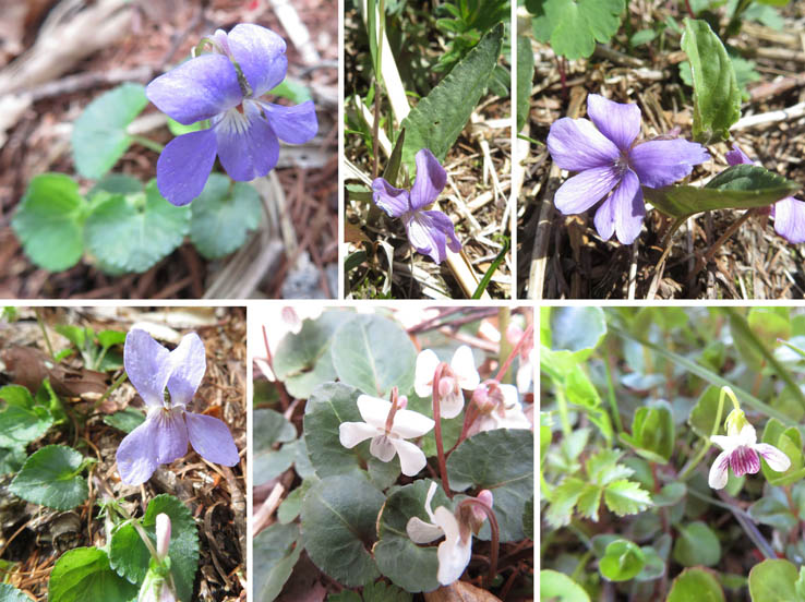 photo・いろいろなスミレ