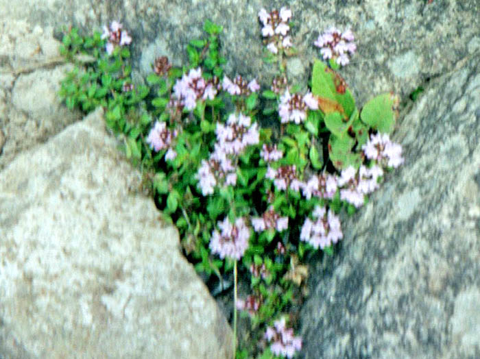 photo16お花畑が続く