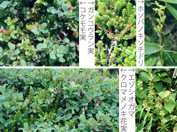 photo実・コケモモ,ガンコウラン,クロマメノキ,花・ホソバノキソチドリ,エゾシオガマ