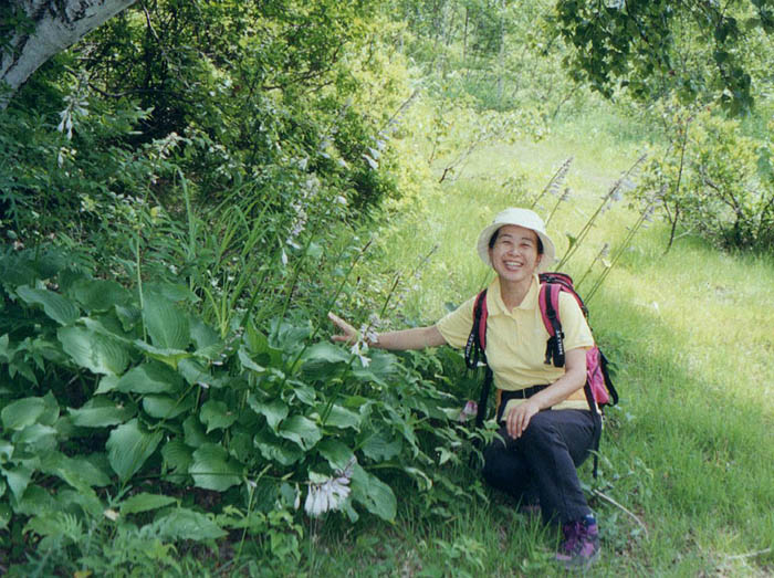 photo4オオバギボウシ