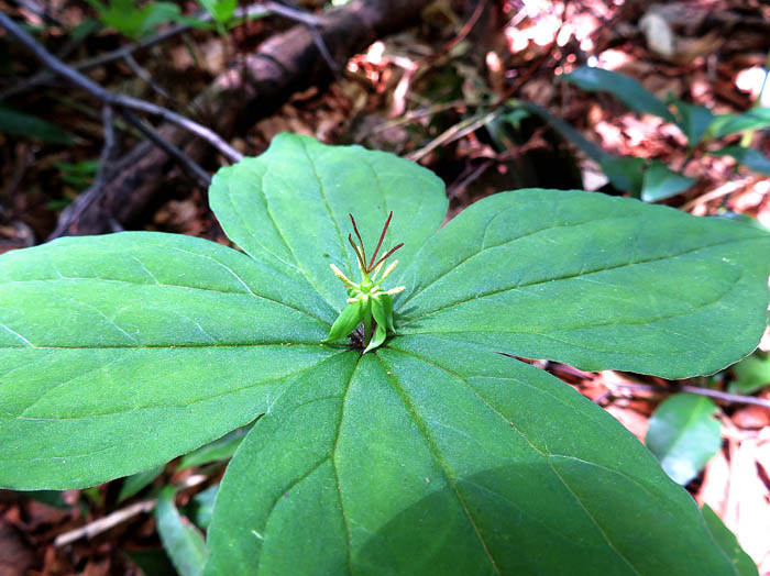 photoツクバネソウ