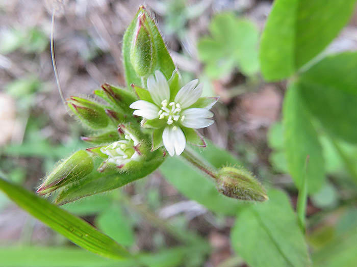 photoオランダミミナグサ