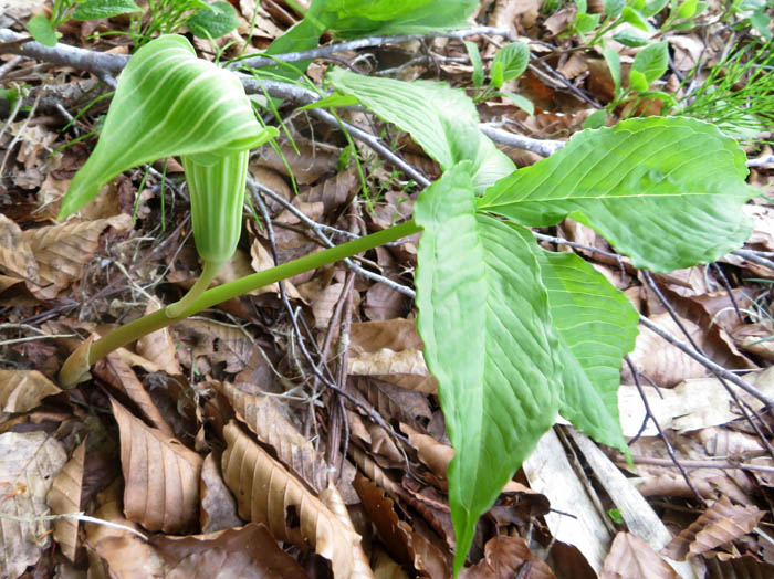 photoヒロハテンナンショウ
