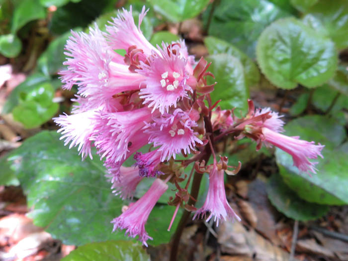 photoオオイワカガミ