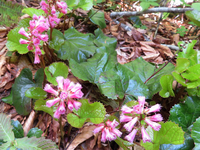 photoオオイワカガミ