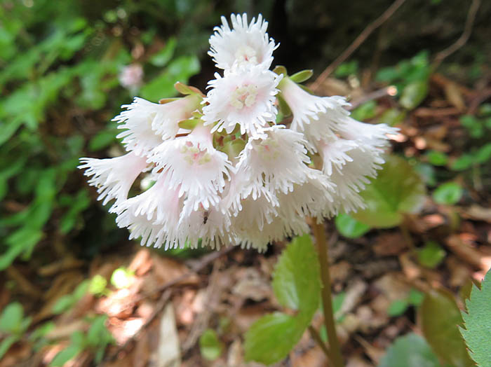 photoオオイワカガミ