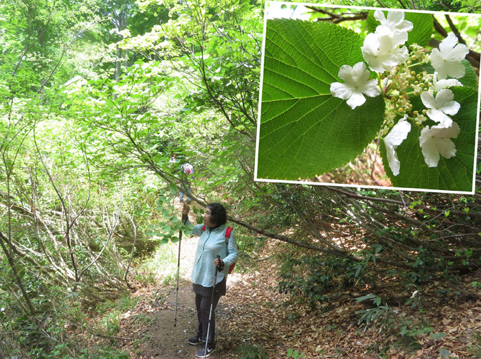 photo4ほのかな匂いのムシカリ