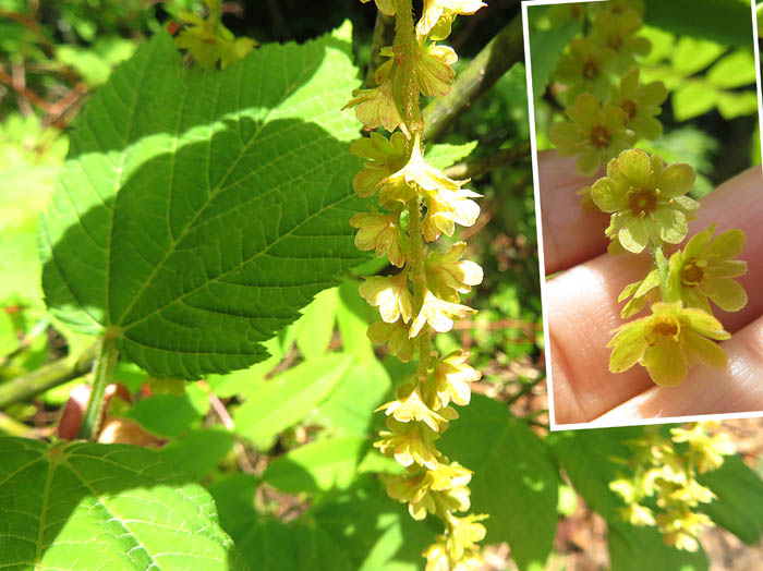 photoウリハダカエデ