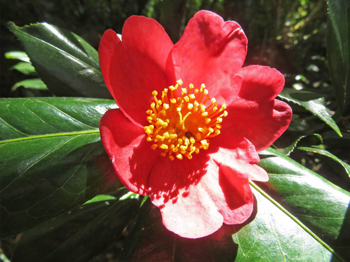 photoユキツバキ