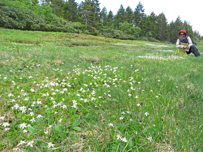 photoミツバオウレン