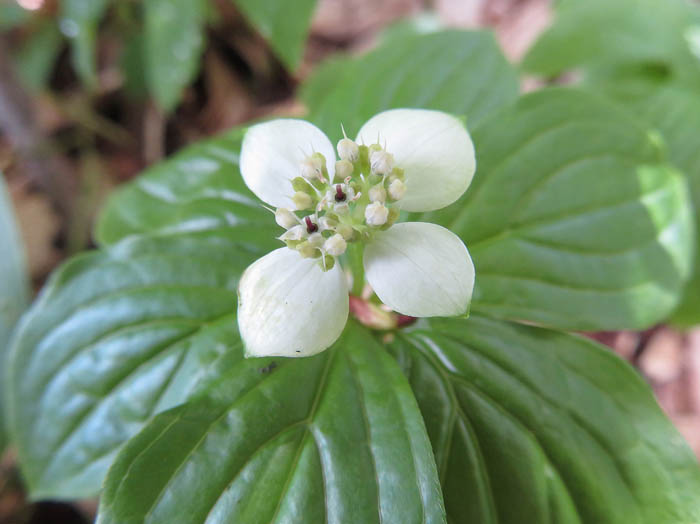 photoゴゼンタチバナ