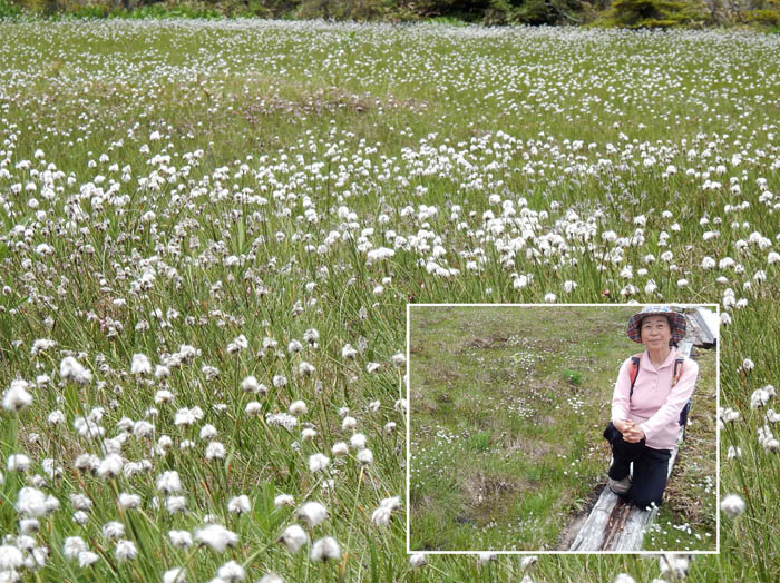 photo17稚児池湿原は一面のワタスゲ
