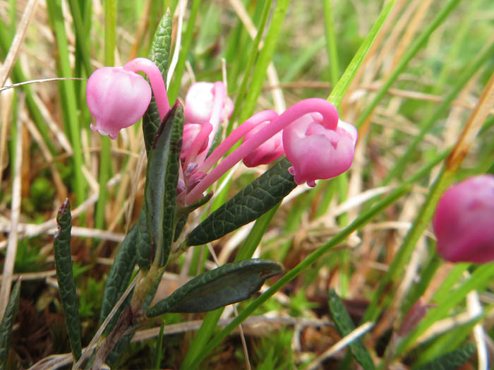 photoヒメシャクナゲ