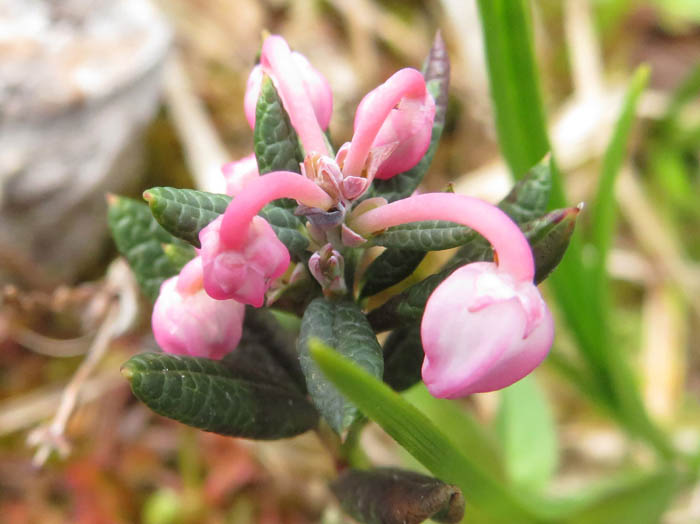 photoヒメシャクナゲ