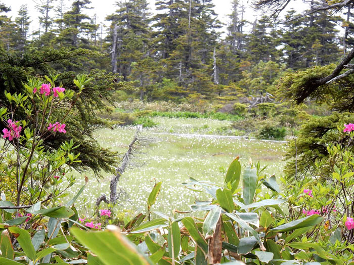 photo19ムラサキヤシオとワタスゲ