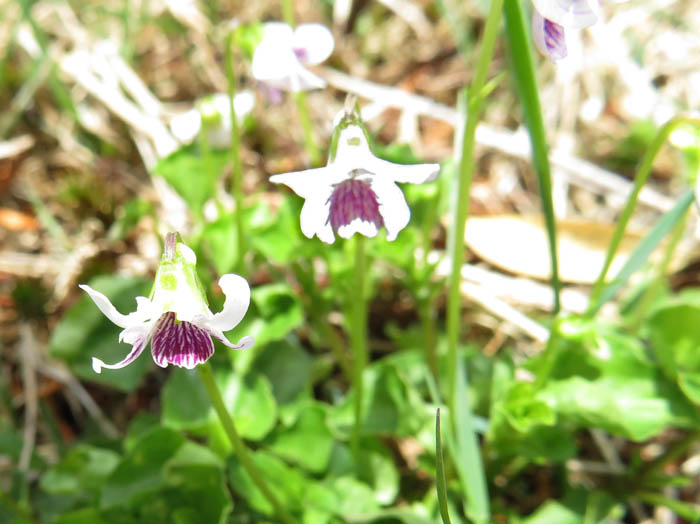 photoツボスミレ