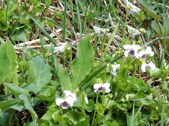 photoツボスミレ