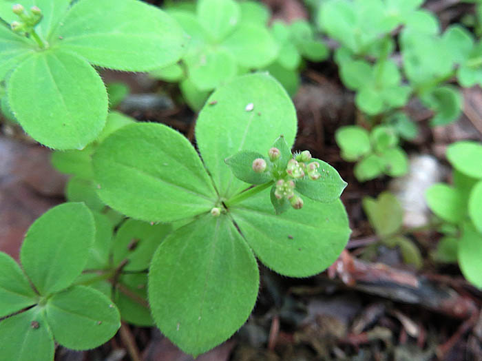 photoエゾノノヨツバムグラ