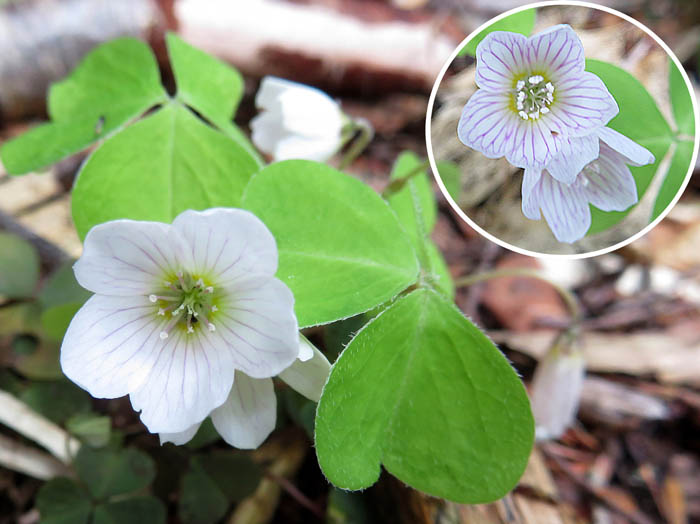 photoコミヤマカタバミ