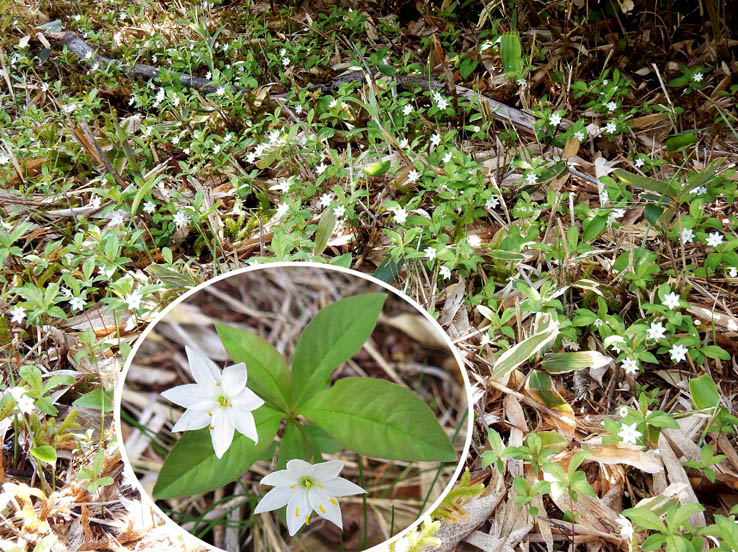 photo4ツマトリソウ群落